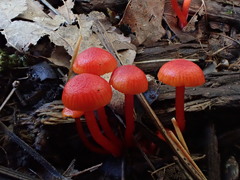 Hygrocybe minutula