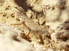 Pristurus rupestris rupestris