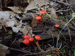 Hygrocybe minutula