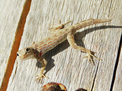 Pristurus rupestris rupestris