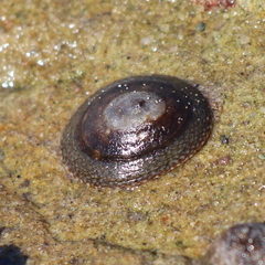 Lottia fenestrata
