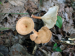 Infundibulicybe squamulosa