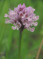 Neotinea tridentata tridentata
