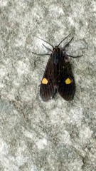 Aclytia punctata