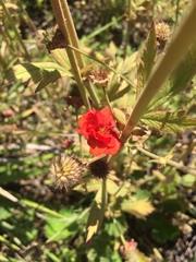 Geum quellyon