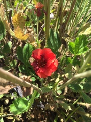Geum quellyon