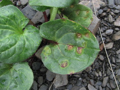 Puccinia behenis