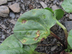 Puccinia behenis