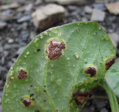 Puccinia behenis