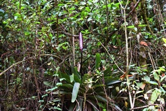Vriesea bituminosa