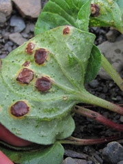 Puccinia behenis