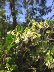Escallonia illinita
