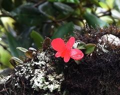 Cattleya coccinea