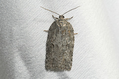 Acleris maximana