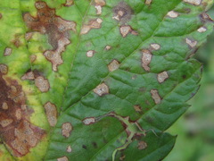 Sphaerulina westendorpii