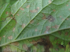 Sphaerulina westendorpii