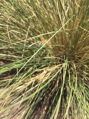 Amelichloa caudata