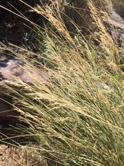 Amelichloa caudata