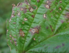 Sphaerulina westendorpii