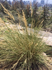 Amelichloa caudata