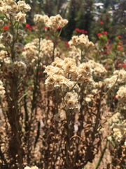 Pseudognaphalium viravira