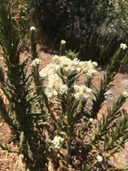 Pseudognaphalium viravira