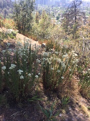 Pseudognaphalium viravira