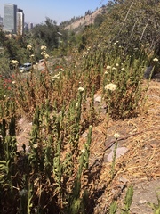 Pseudognaphalium viravira