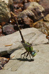 Ophiogomphus acuminatus