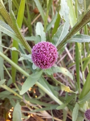 Sphaeranthus peduncularis