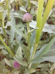 Sphaeranthus peduncularis