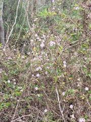 Ampelaster carolinianus