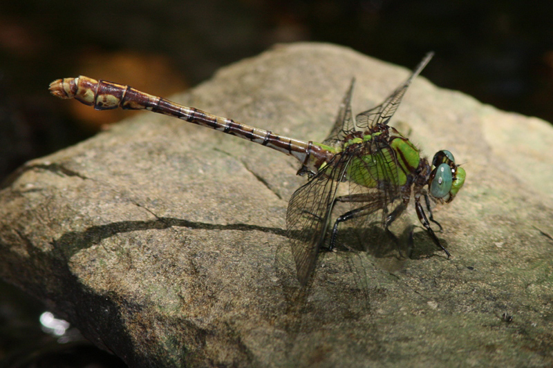 Acuminate Snaketail