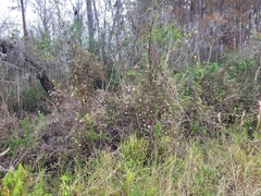 Ampelaster carolinianus