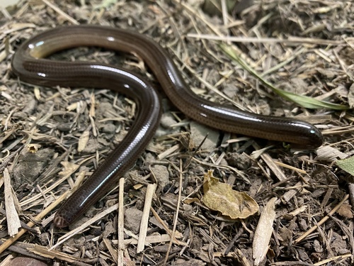 Photo of a Brongersma's Worm Snake (Amerotyphlops brongersmianus)