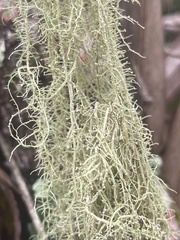 Usnea dimorpha