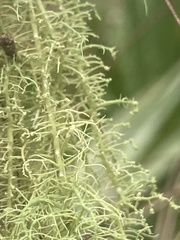 Usnea dimorpha
