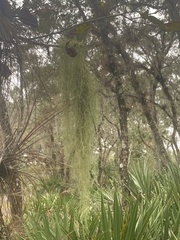 Usnea dimorpha