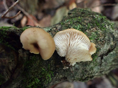 Lentinellus flabelliformis