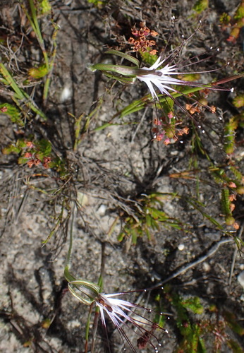 Image of Holothrix etheliae by (c) Nicola van Berkel, some rights reserved (CC BY-SA)