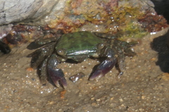 Metopograpsus quadridentatus