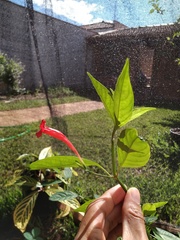 Ruellia angustiflora