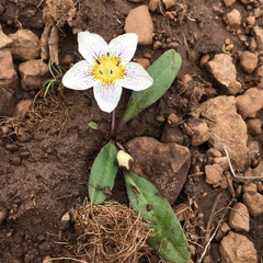 Hesperochiron pumilus