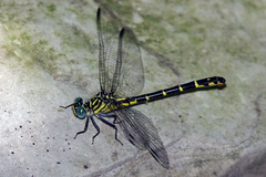 Stylogomphus sigmastylus