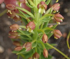 Brachycorythis macowaniana