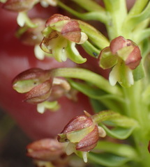 Brachycorythis macowaniana
