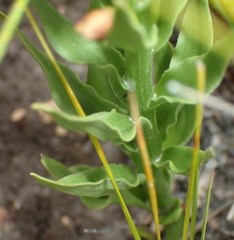 Brachycorythis macowaniana