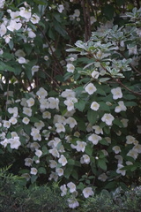Philadelphus coronarius