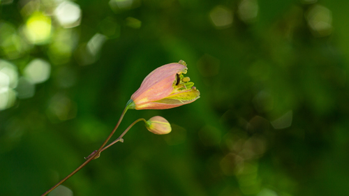 salsilla