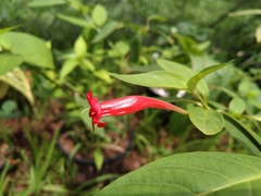 Ruellia angustiflora